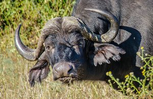 Mildly curious buffalo