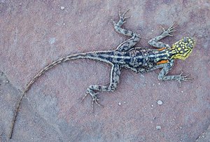 Gecko soaking up heat from the earth