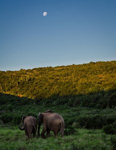 Older elephant training the younger