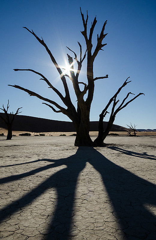 Deadvlei  - petrified trees in desert salt pan III