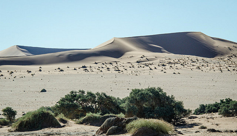 Elegent Namibian dunes II