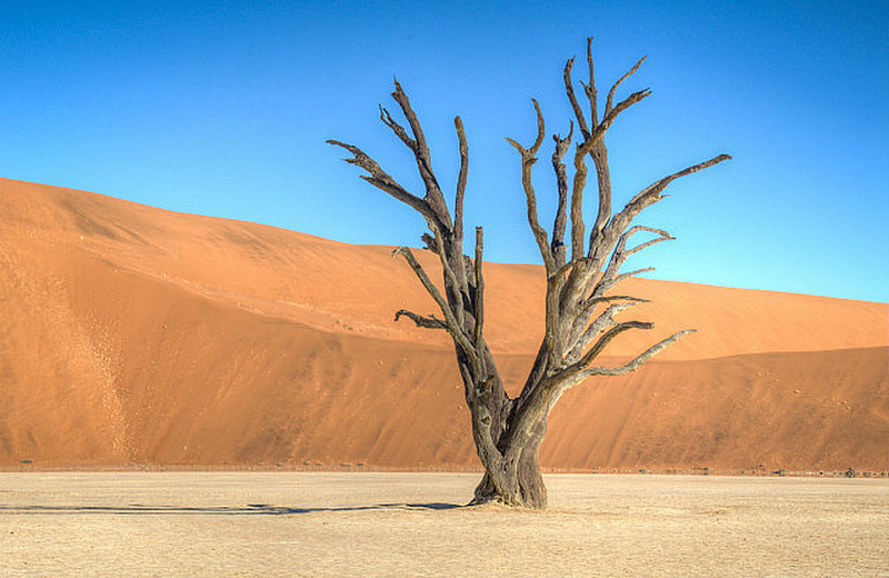 Deadvlei - petrified trees in desert salt pan I