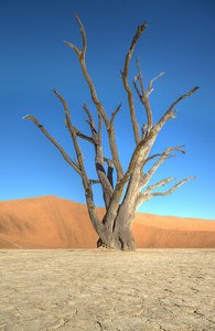 Deadvlei  - petrified trees in desert salt pan II