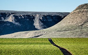Visit to Namaqualand vineyard