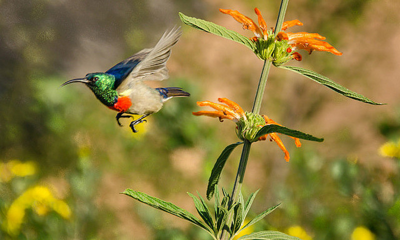 Sunbird taking flight after feeding