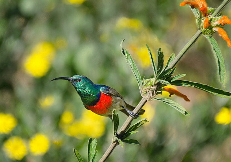 Sunbird showing of his colours