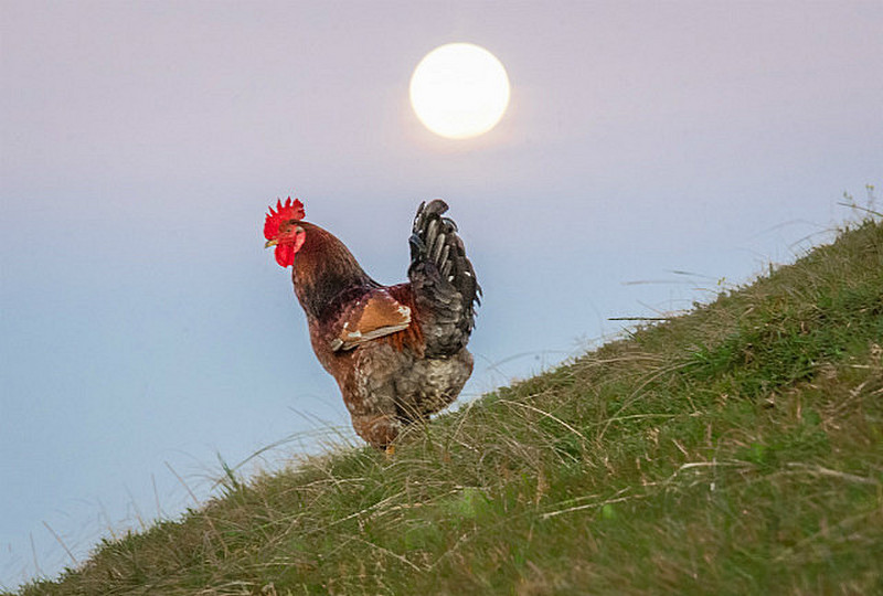 Inclined to cock-a-doodle-do at the full moon