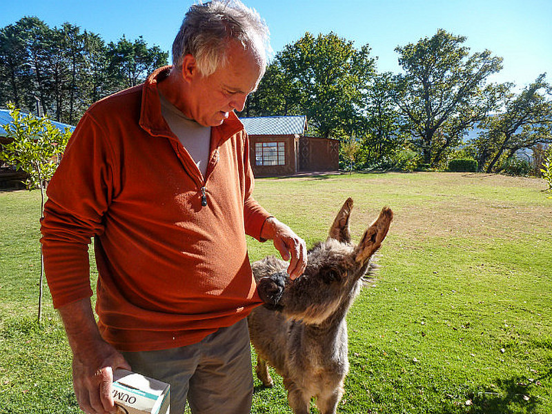 Chester the baby donkey nibbling Jim (dfs)