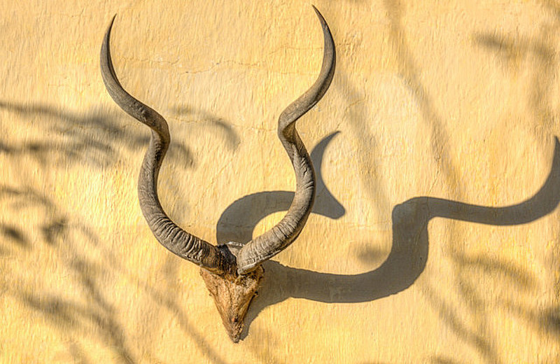 Antlers on wall