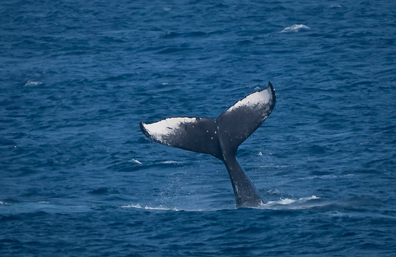 First View of a WhaleTail from our Lanai