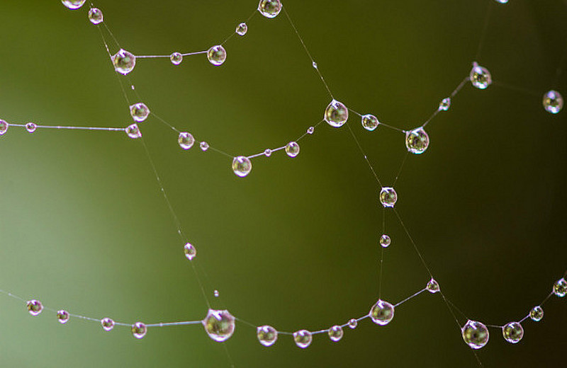 Rain on Spider Web