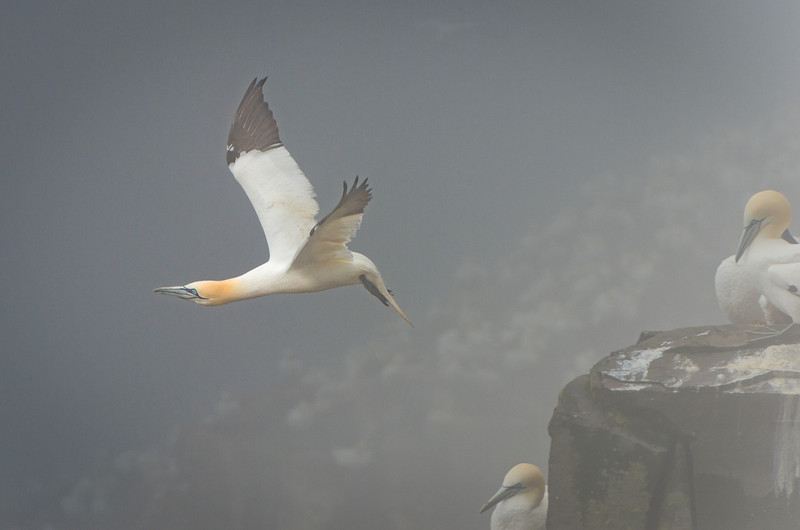 Gannets at Cape St. Marys