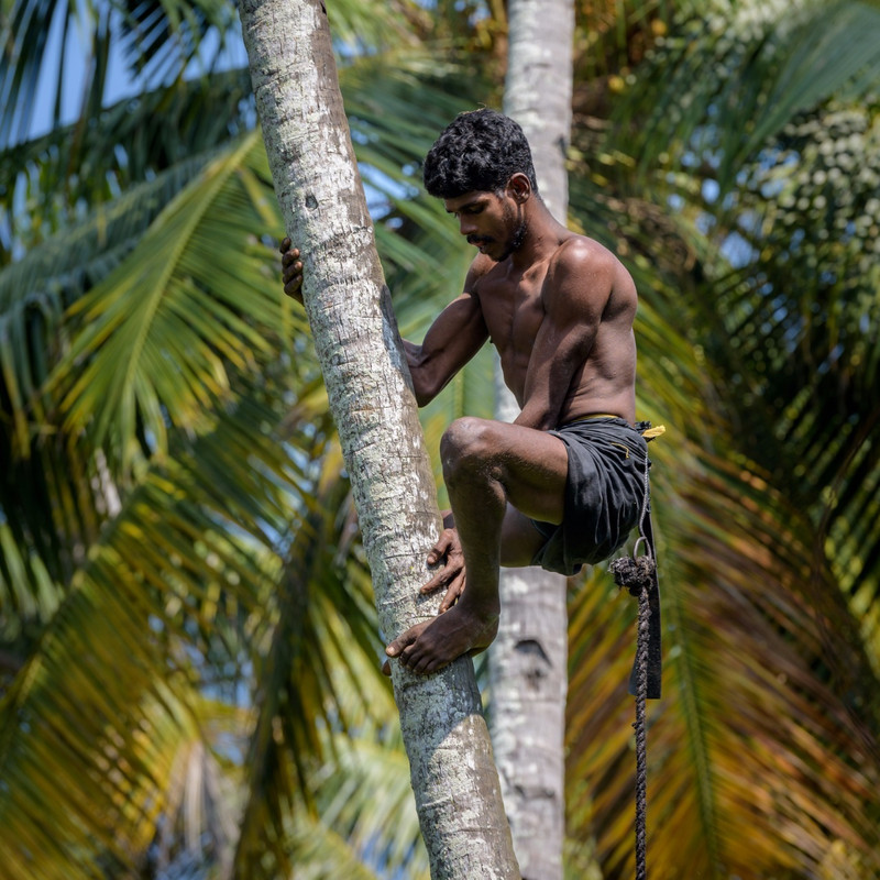 The Coconut Harvester