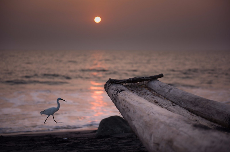 Egret and Sunset
