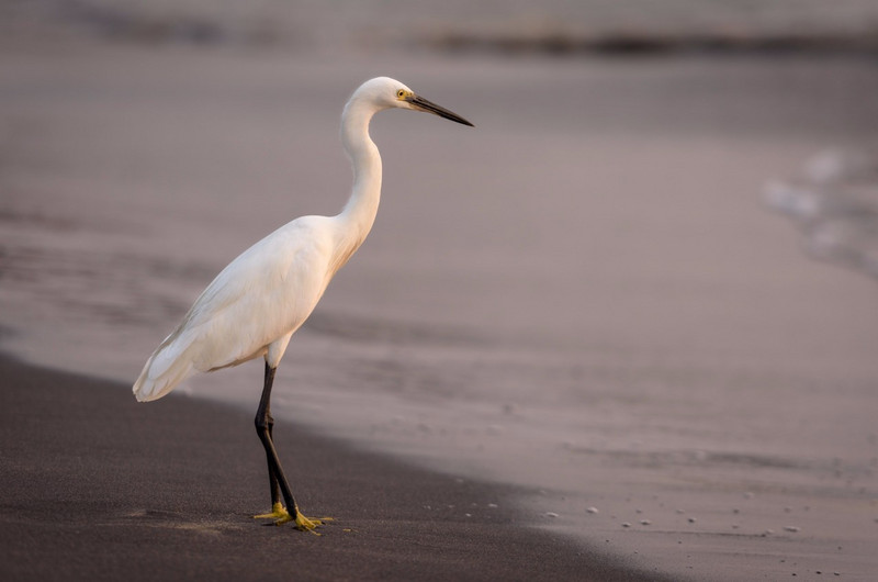 Egret Contemplating the Sunset