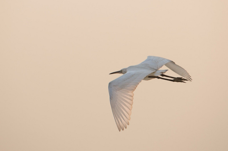 Egret on the wing