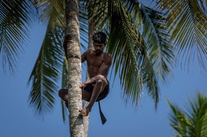 Harvesting coconuts at 50&#39;