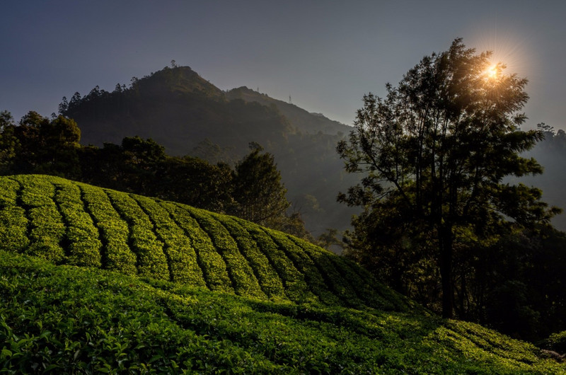 Sunrise over the tea plantation