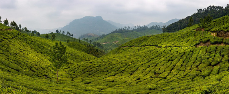 Rolling landscape of a tea plantation