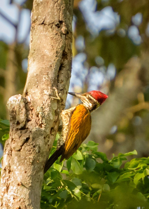 Woodpecker - almost prehistoric looking