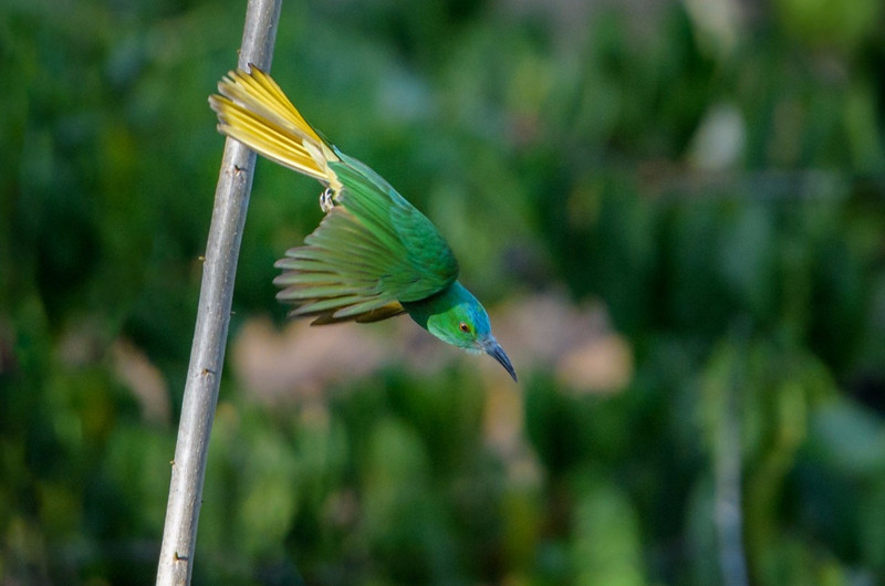 We think this is a green bee eater