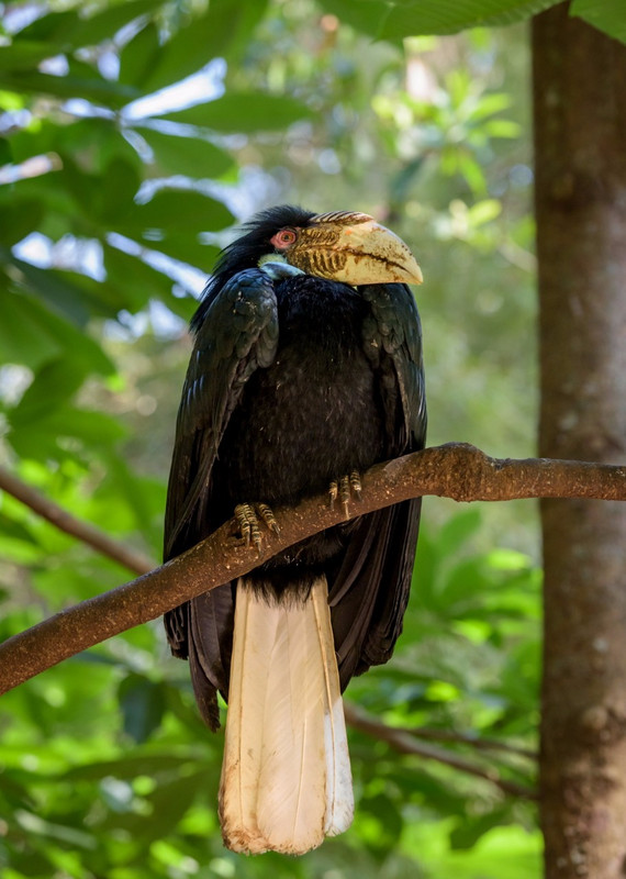 Cranky old bird - National Kandawgyi Park