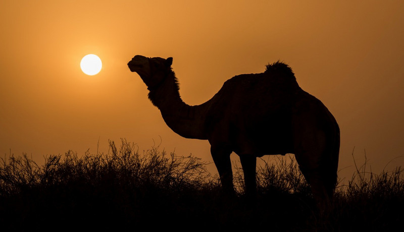 Camel trek - Jaisalmer desert