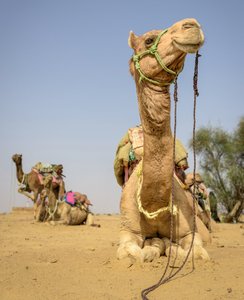 Camel trek - Jaisalmer desert