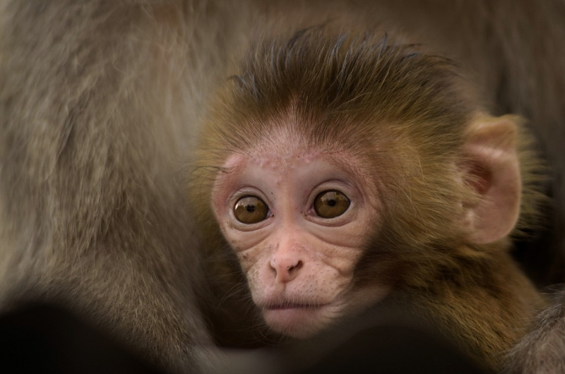 Young resident of  Swayambhunath (Monkey) Temple