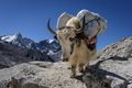Meeting a yak on the trail