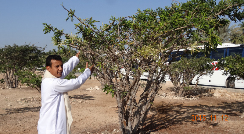Mohommed Explains about the Frankincense Tree