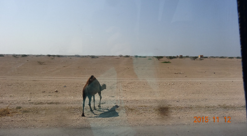 Camel Crossed the Road Right in Front of the Bus