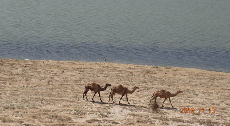 Camels Near the Lagoon at Sumhuram
