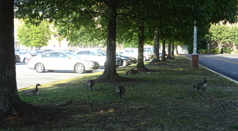 Geese in the Mall Parking Lot