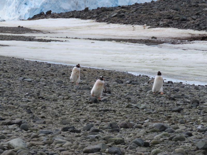 Gentoo Penguin Triplets