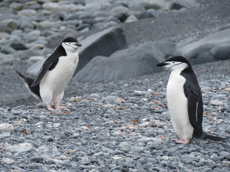Endlessly Entertaining Penguins