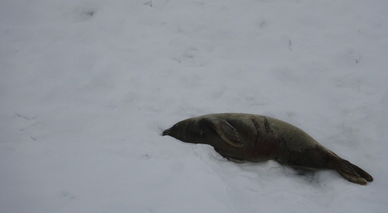 Crabeater Seal on Ice Floe
