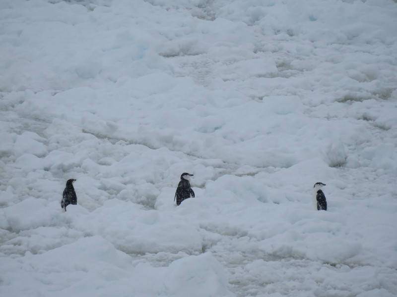 Chinstrap Penguins on Ice Floe