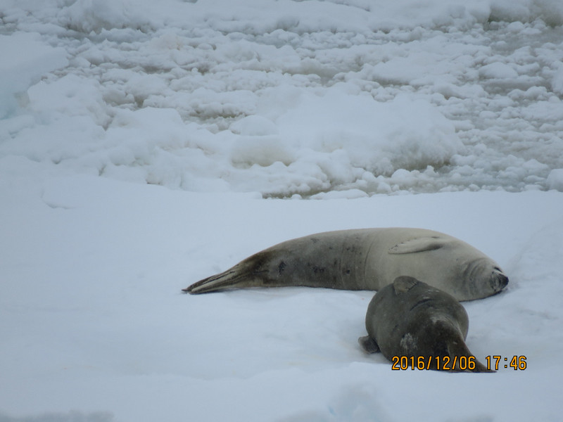 Seals on Ice Floe