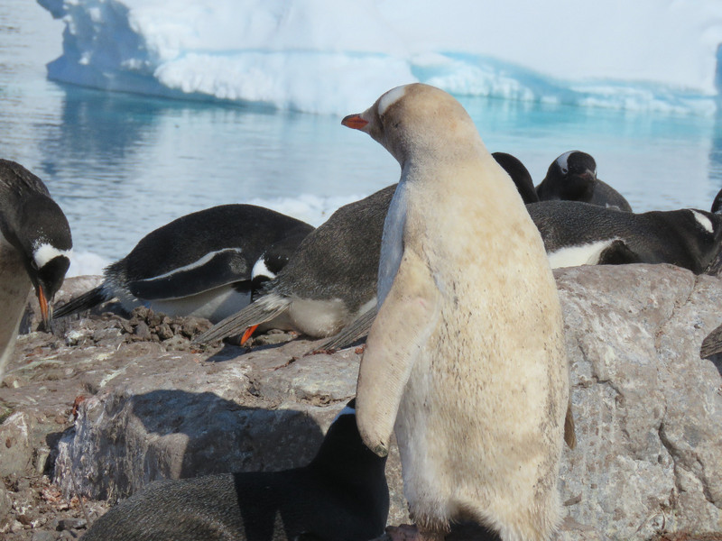 Leucistic Gentoo Penguin at Waterboat Point 