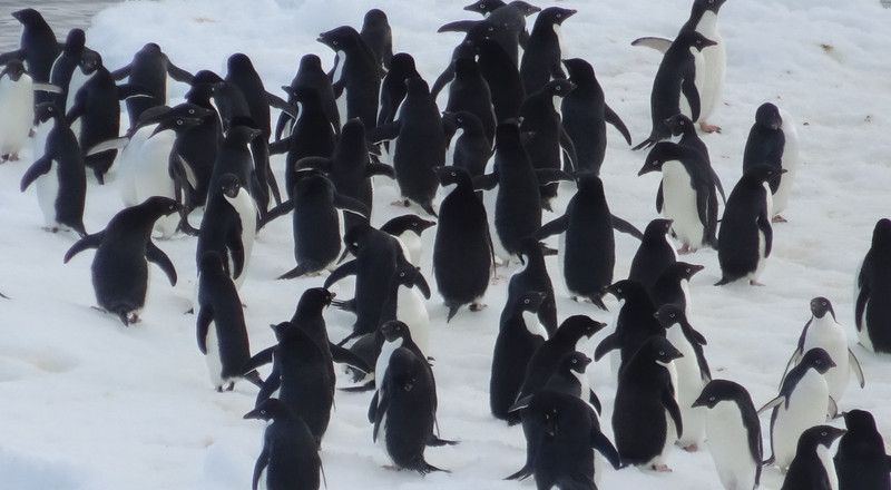 Adelie Penguins on Ice Floe
