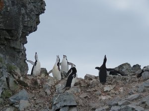 Chinstrap Penguins