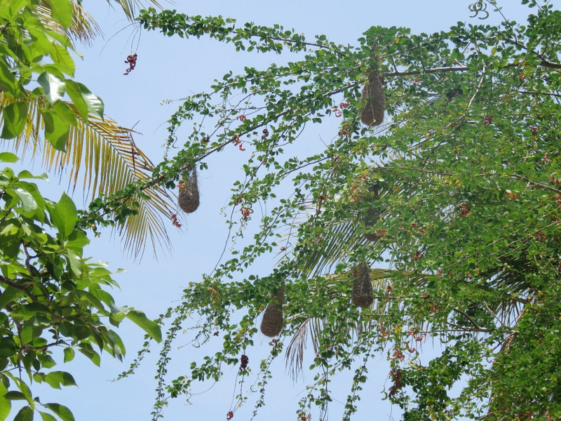 Nests at La Quinta de San Pedro Alejandrino