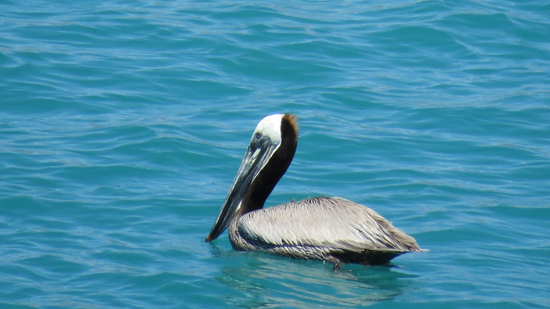 Pelican Floating Nearby
