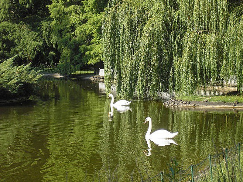 Swans at the park