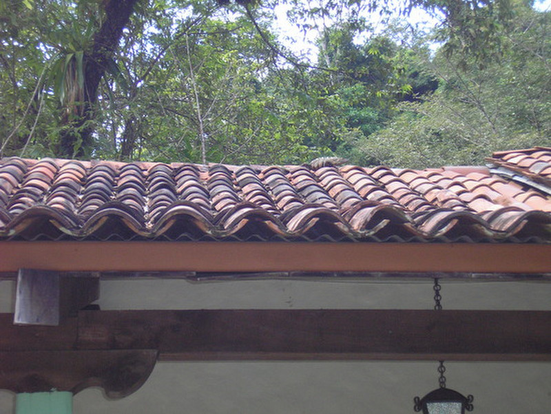 Iguana on the roof