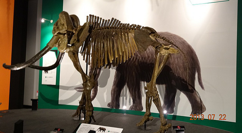 Woolly Mammoth Exhibit
