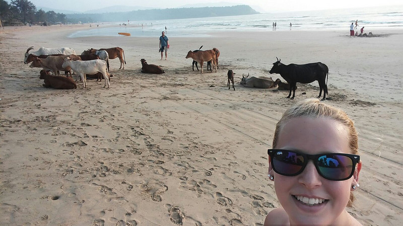 Making friends with the beach cows!