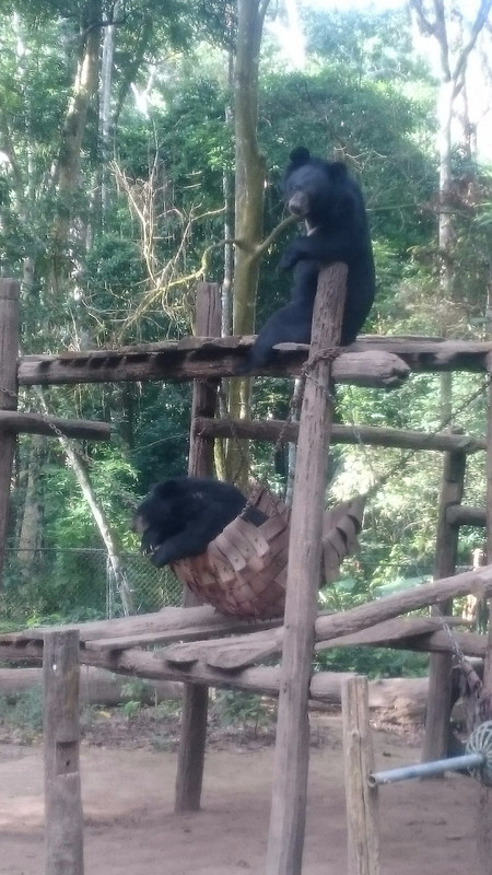 Bears hanging out