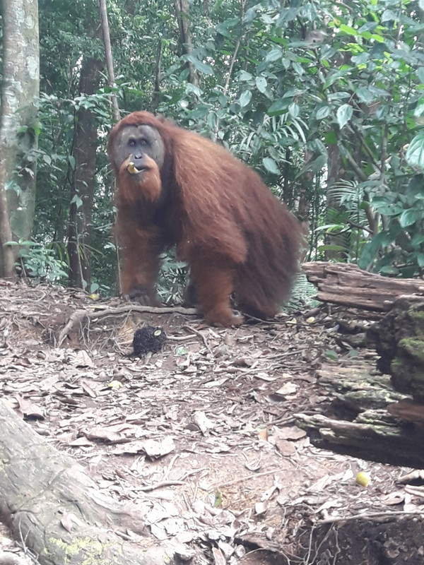 Big male orangutan! We got very close!
